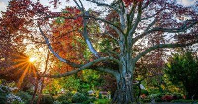 Польское 200-летнее "Сердце сада" в третий раз стало самым красивым деревом Европы (фото)