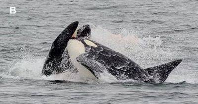 Гнусные хищники в океане: ученые назвали самые жестокие методы охоты косаток (фото)