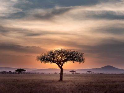 В Африке обнаружен регион с уникальным биоразнообразием
