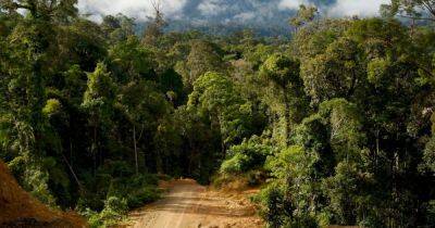 Эвкалиптовым лесам Тасмании грозит уничтожение: они очищают наш воздух от углекислого газа