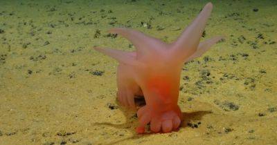 На дне океана найдены "Свинки Барби": ходят на цыпочках среди клубней картошки (видео)