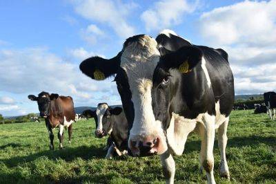 Медики впервые обнаружили у коров смертельный вирус