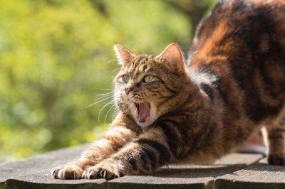 Раскрыт секрет молниеносной реакции кошек на окружающую обстановку - cursorinfo.co.il