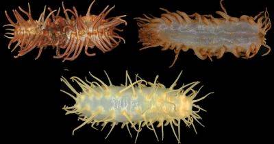 На дне океана обнаружили сразу три новых вида жутких существ: их тела покрыты ножками (фото)