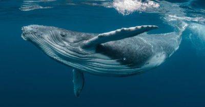 В Тихом океане китов и людей уравняли в правах: на кого животные смогут подать в суд