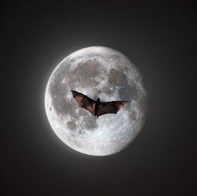 Как в «Бэтмене»: летучая мышь закрыла «червячью» Луну