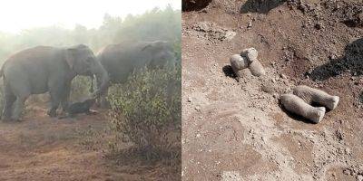 Индийские слоны хоронят и оплакивают умерших детенышей