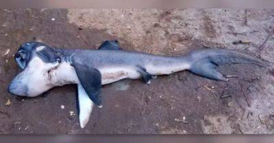 Самую неуловимую акулу в океане поймали в неожиданном месте и продали за 17 долларов (фото)