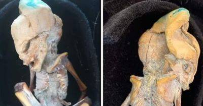 С 10 ребрами и раскосыми глазами: найдена мумия крошечного плода-инопланетянина (фото)