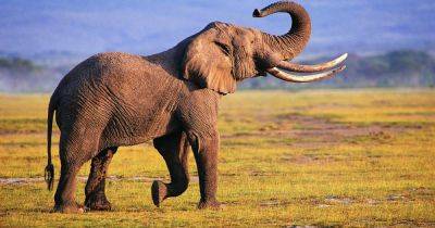 На спине вверх ногами: азиатские слоны хоронят и оплакивают своих мертвых детенышей — исследование - telegraf.com.ua