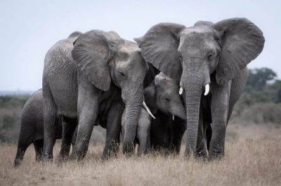 Стадо приняло слоненка с уникальной особенностью – трогательное видео