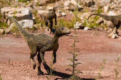 Ученые обнародовали интересный факт о динозаврах-кукушках - cursorinfo.co.il