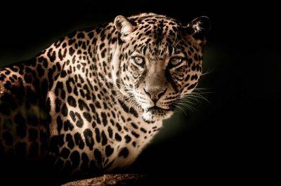 Ужас во тьме: ученые впервые сняли охоту леопарда на огромной высоте
