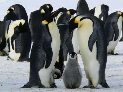 Сотни птенцов пингвинов сбросились в океан с огромной высоты и выжили - видео