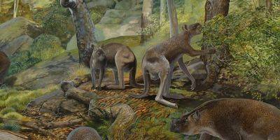 Ученые: 40 тысяч лет назад по Земле скакали кенгуру-гиганты