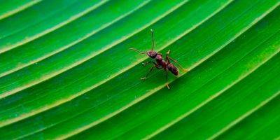 Ученый рассказал, чем пахнут муравьи. Есть неожиданные варианты