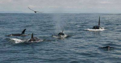 Хищники, топящие лодки в океане, расширили свою территорию "охоты": ученые сбиты толку - focus.ua - Испания - Гибралтар - Португалия