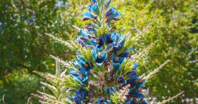 Ботаники ликуют. Первый и последний раз за 20 лет дерево зацвело "потусторонними цветами" - focus.ua - Англия