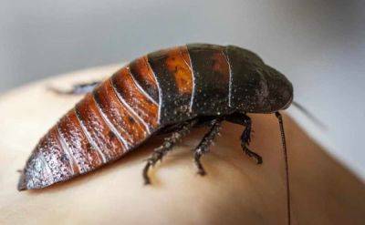 Ученые создали рой тараканов-киборгов – видео - cursorinfo.co.il - Австралия - Сингапур