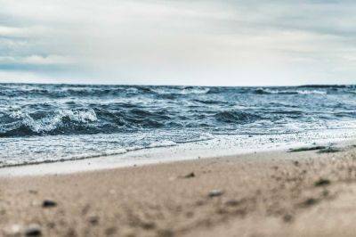 Австралийка во время прогулки на пляже обнаружила загадочное существо — фото