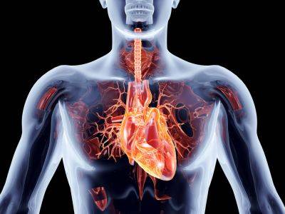 Израильские ученые объяснили, почему люди с заболеваниями сердца более подвержены раку - cursorinfo.co.il