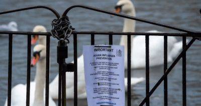 Следующая пандемия на подходе: птичий грипп подобрался опасно близко к людям - focus.ua