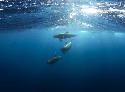 Почему дельфины на самом деле катаются на волнах перед лодками - cursorinfo.co.il