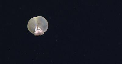 Ученые показали необычного обитателя морской бездны: его назвали в честь свиного зада и на то есть причины (фото, видео)