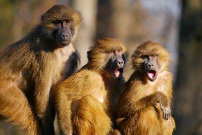 В Таиланде обезьяны ограбили автомобиль, перевозящий апельсины – видео - cursorinfo.co.il - Таиланд