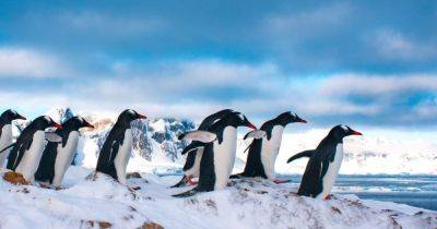 Пингвины и другие жители Антарктиды под угрозой вымирания: ученые бью тревогу