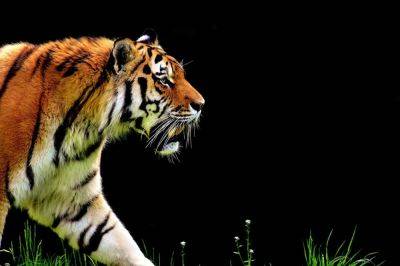 Люди встретили тигра, давно считавшегося вымершим – чем он интересен - cursorinfo.co.il - Индонезия
