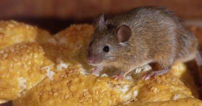 Ученые создали эмбрион мыши с шестью ногами: он может помочь в борьбе с раком