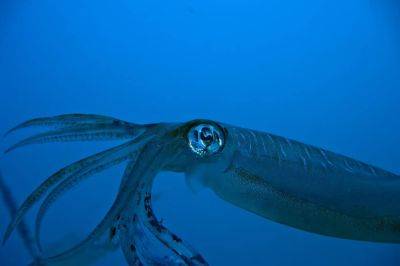 Уникального кальмара зафиксировали ученые на глубине более километра — видео