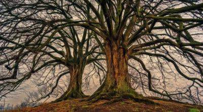 "Дерево жизни", которому 21 млн лет – ученые раскрыли одну из его тайн