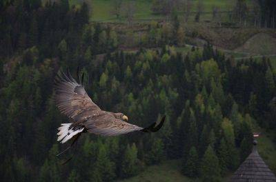 Война в Украине изменила поведение орлов – новое исследование