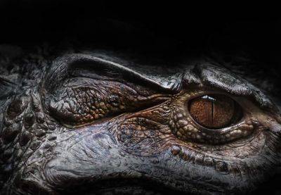 Необычного предка крокодила нашли ученые на юге США