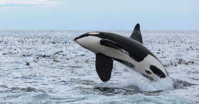 Все как у людей: ученые выяснили, почему "киты-убийцы" устроили "охоту" на яхты