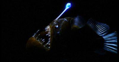 Воплощенное порождение кошмаров: на берегу США нашли очень редкого обитателя морских глубин (фото)