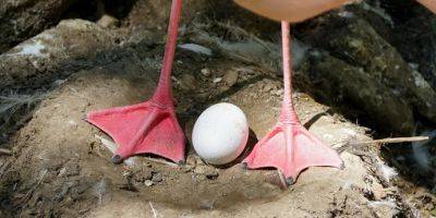 «Невезучая в любви» самка фламинго отложила первое в своей жизни яйцо в 70 лет