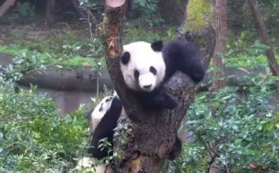Китайский зоопарк попал в грокий скандал из-за "фальшивых" панд