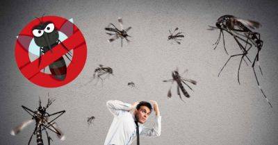 9 советов, которые помогут избавиться от комаров в доме - ФОКУС ВНИМАНИЯ