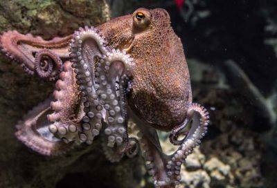 Самый «стеснительный» осьминог найден на одном из пляжей Великобритании – видео