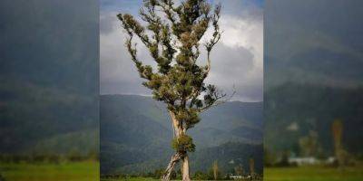 В Новой Зеландии в затерянном лесу нашли «ходячее дерево» из «Властелина колец»